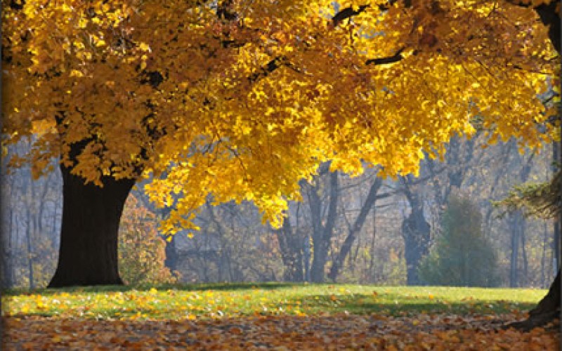 Fall Gardening Tips and Strategies