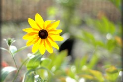 Four Conversation Starting Features for Your Back Yard
