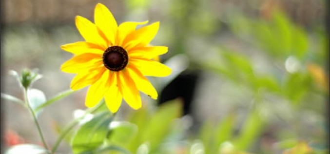 Four Conversation Starting Features for Your Back Yard