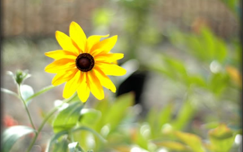 Four Conversation Starting Features for Your Back Yard