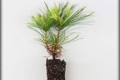 Smart Tips For Tree Planting
