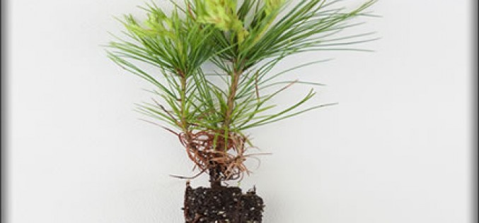 Smart Tips For Tree Planting