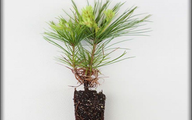 Smart Tips For Tree Planting