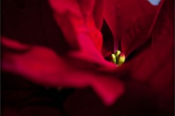 Decorating and Gifting with Christmas Flowers