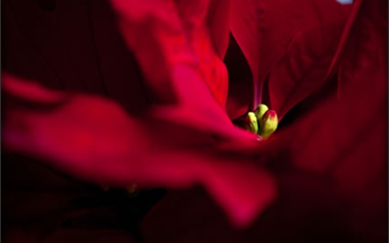 Decorating and Gifting with Christmas Flowers