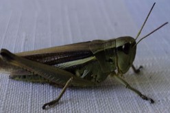 Make Pests a Story of the Past This Christmas