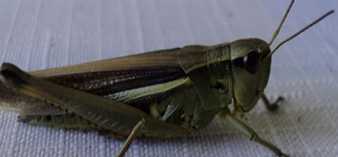 Make Pests a Story of the Past This Christmas