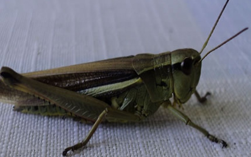 Make Pests a Story of the Past This Christmas