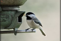 Bird Watching: A Comprehensive Guide for Beginners