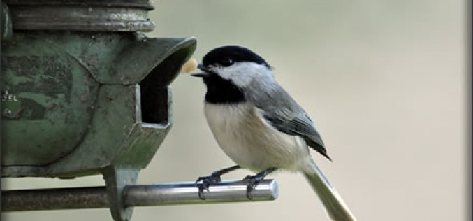 Bird Watching: A Comprehensive Guide for Beginners