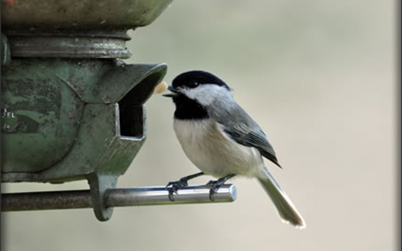 Bird Watching: A Comprehensive Guide for Beginners