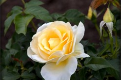 Five Tips & Techniques for the Senior Green Thumb