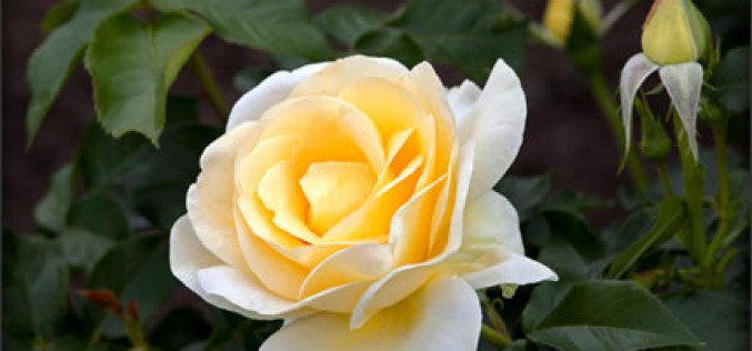 Five Tips & Techniques for the Senior Green Thumb