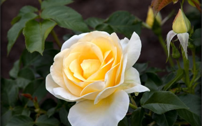Five Tips & Techniques for the Senior Green Thumb