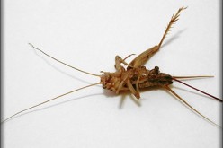 6 Tips to Get Rid of the 6 Legged This Year