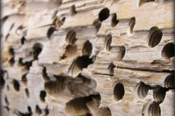 5 Signs of Termites and How to Eradicate Them