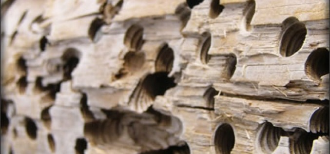 5 Signs of Termites and How to Eradicate Them