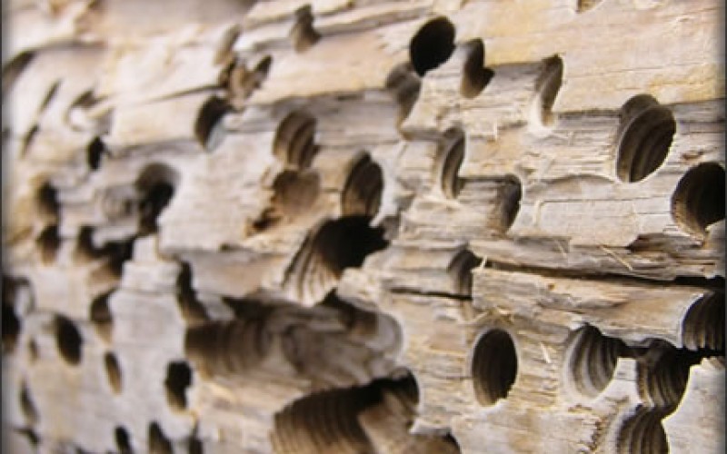 5 Signs of Termites and How to Eradicate Them