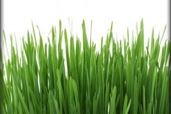 Pointers on Getting your Lawn Ready for Spring
