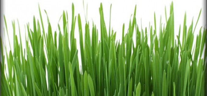 Pointers on Getting your Lawn Ready for Spring