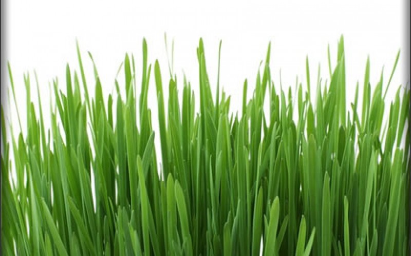 Pointers on Getting your Lawn Ready for Spring