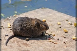 Six Tips on Staying Safe While Getting Rid of Pests in Your Home