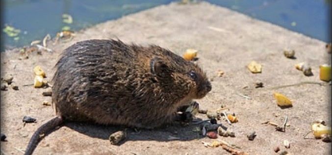 Six Tips on Staying Safe While Getting Rid of Pests in Your Home