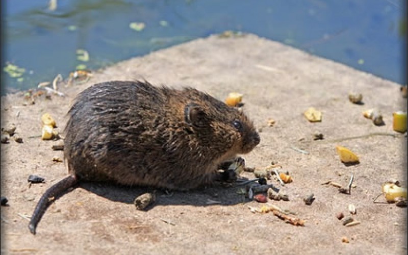 Six Tips on Staying Safe While Getting Rid of Pests in Your Home