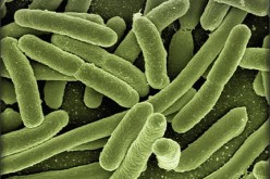 Deep Cleaning: 5 Places in Your Home That Harbor Germs and Bacteria