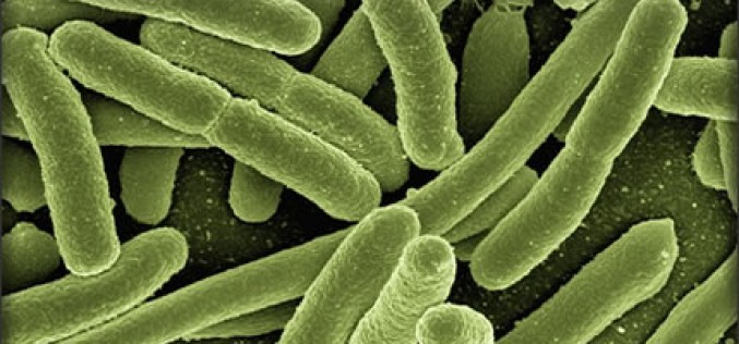 Deep Cleaning: 5 Places in Your Home That Harbor Germs and Bacteria