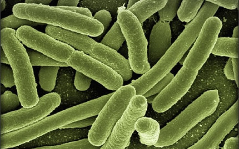 Deep Cleaning: 5 Places in Your Home That Harbor Germs and Bacteria