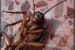 Ways To Get Rid Of Pests Once And For All