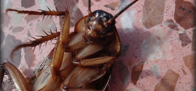 Ways To Get Rid Of Pests Once And For All