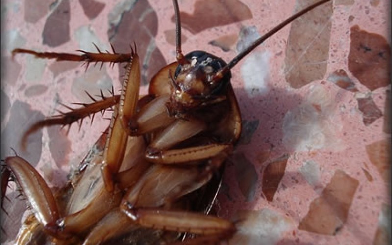 Ways To Get Rid Of Pests Once And For All