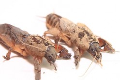 Stop Those Creepy Crawlers: 5 Pest Control Secrets