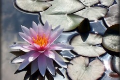 Landscaping for Summer: How to Regulate Water Features in Your Yard