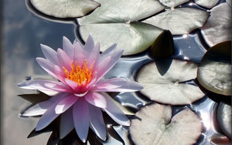 Landscaping for Summer: How to Regulate Water Features in Your Yard
