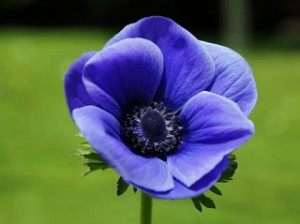 anemone