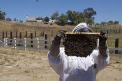Mulling Your Options for Bee Removal