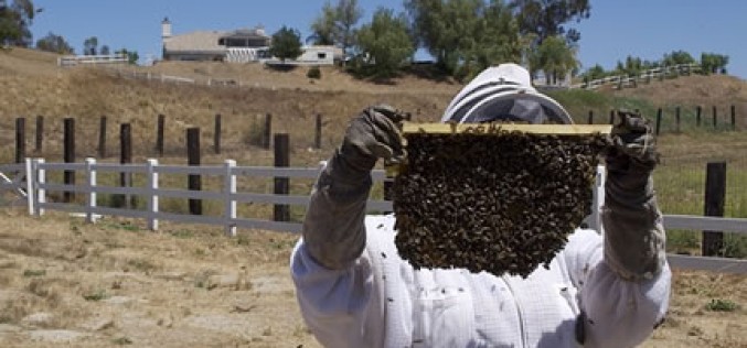 Mulling Your Options for Bee Removal