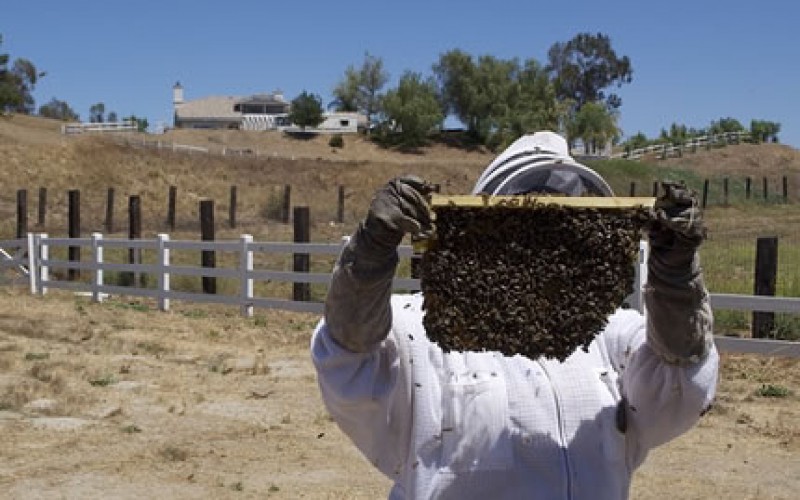 Mulling Your Options for Bee Removal