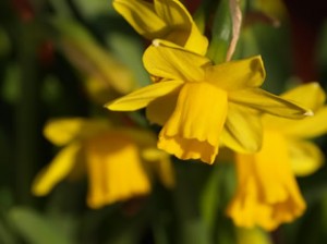 daffodil