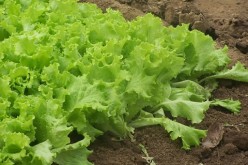 Growing Your Dinner – 5 Cool Garden Ideas to Try Right Now