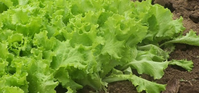 Growing Your Dinner – 5 Cool Garden Ideas to Try Right Now