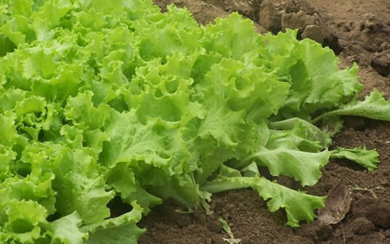Growing Your Dinner – 5 Cool Garden Ideas to Try Right Now