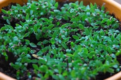 Better Herbs: How to Grow Yours With More Flavor