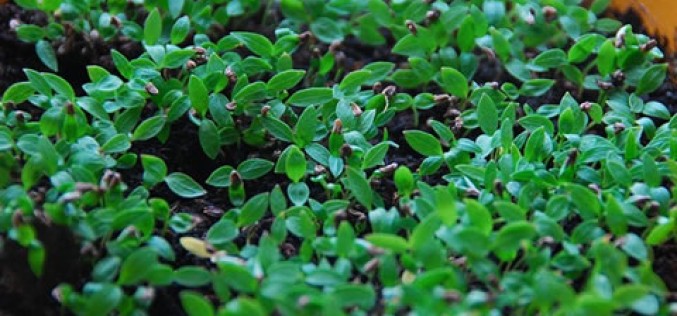 Better Herbs: How to Grow Yours With More Flavor
