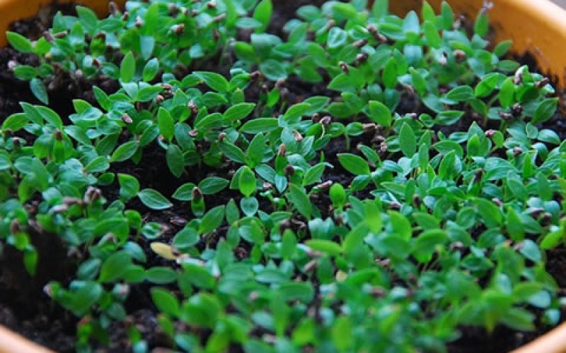 Better Herbs: How to Grow Yours With More Flavor