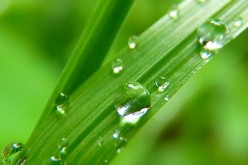 Be The Star of The Neighborhood: Getting Green Grass
