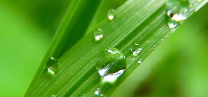Be The Star of The Neighborhood: Getting Green Grass